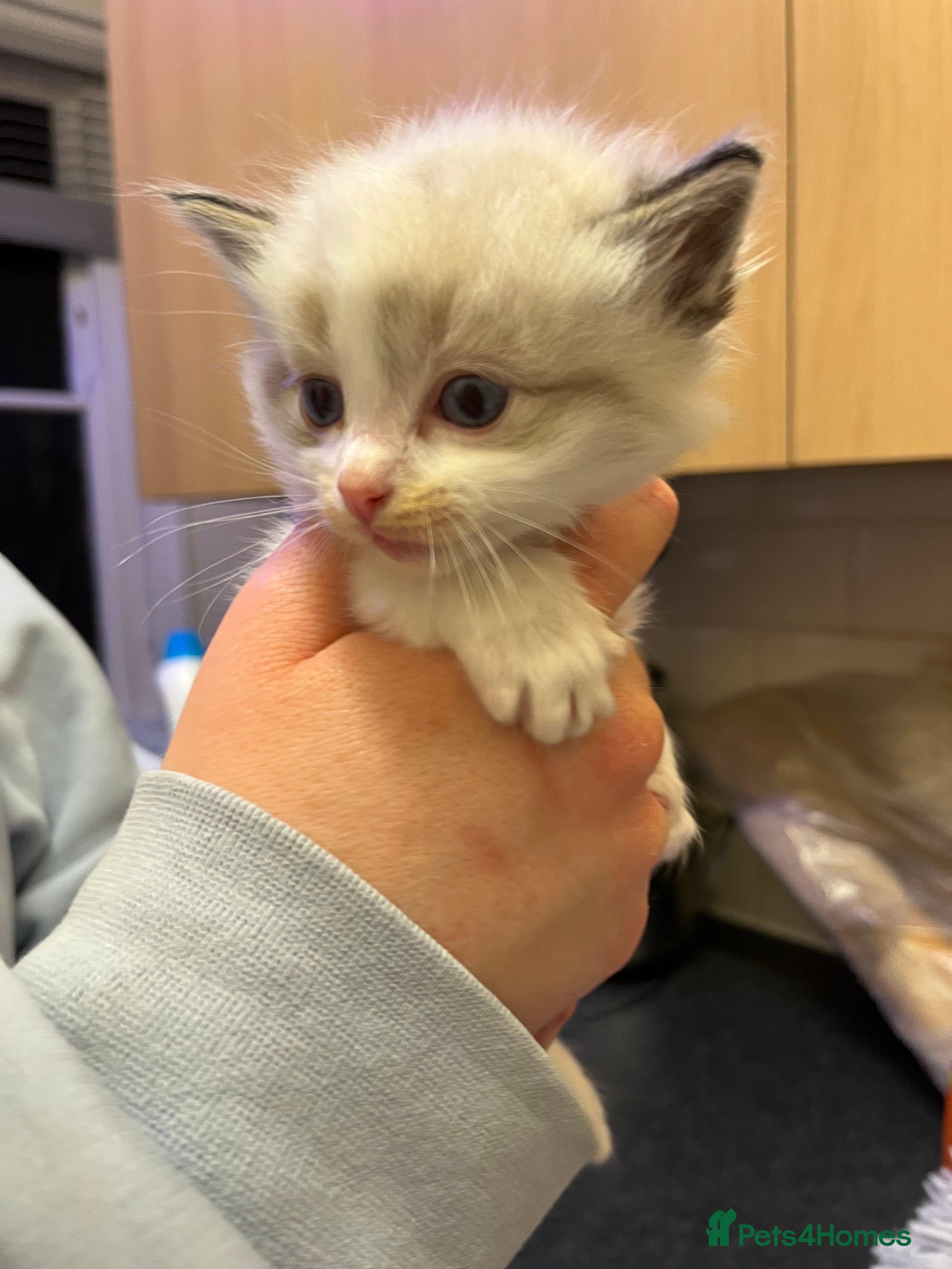 Ragdoll cats Beautiful Ragdoll kittens - Advert 2