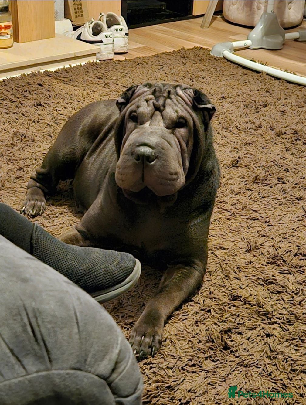 Shar Pei dogs Shar pei puppies for sale  - Advert 1