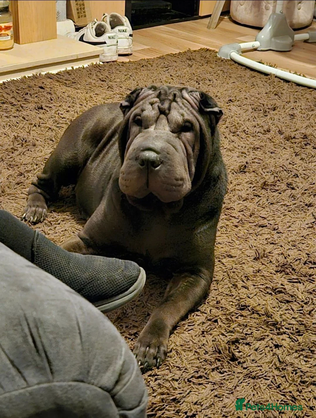 Shar Pei dogs for sale: Shar pei puppies for sale  - Advert 1