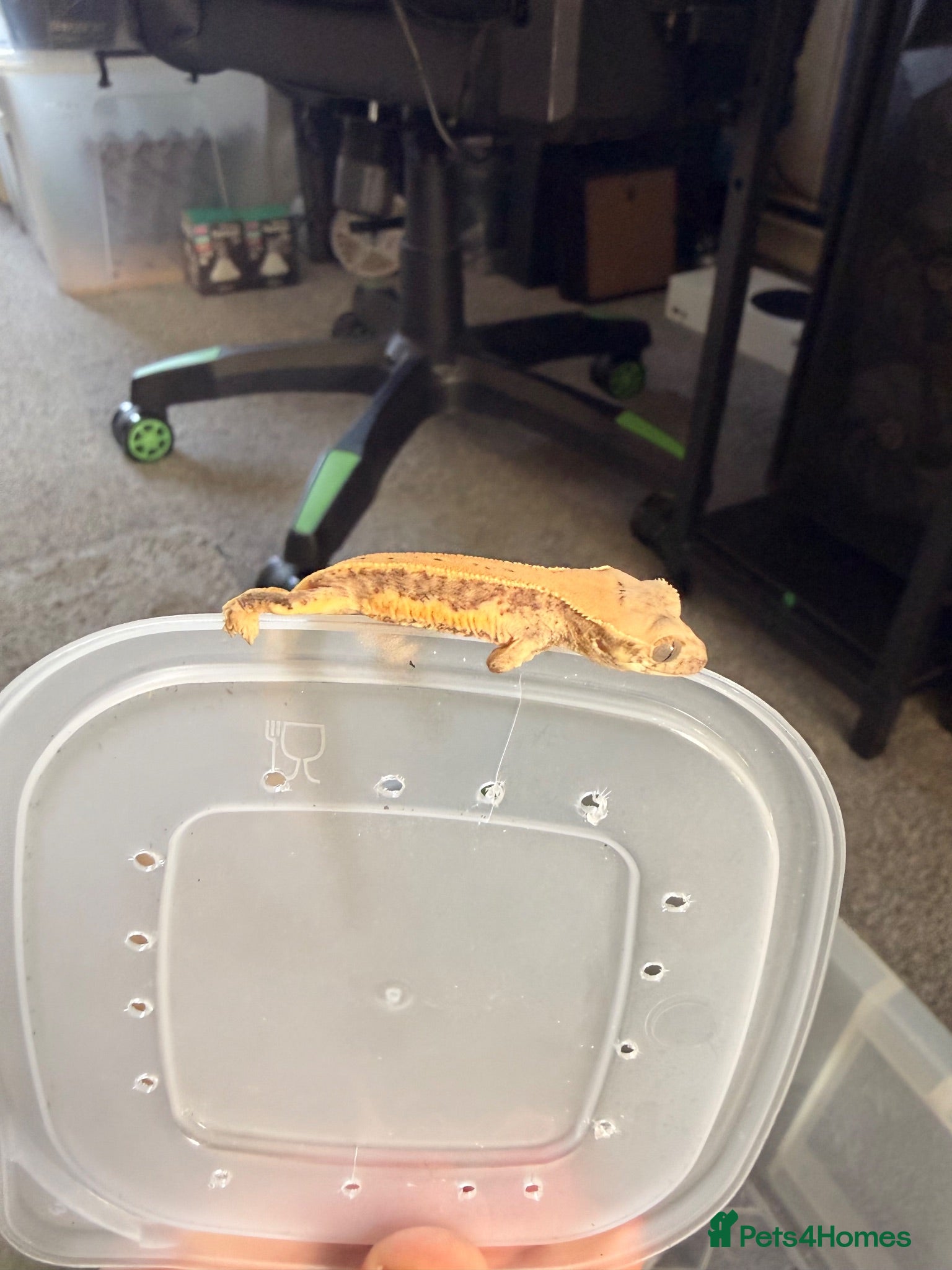 Gecko reptiles Baby crested geckos - Advert 4
