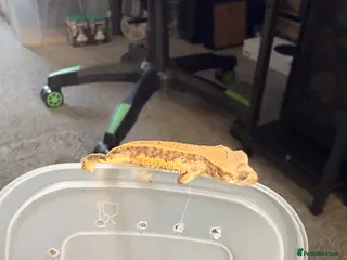 Gecko reptiles Baby crested geckos - Advert 1