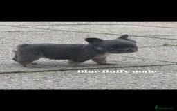 French Bulldog dogs for sale: Beautiful small build fluffy/fluffy carrier french - Image 11