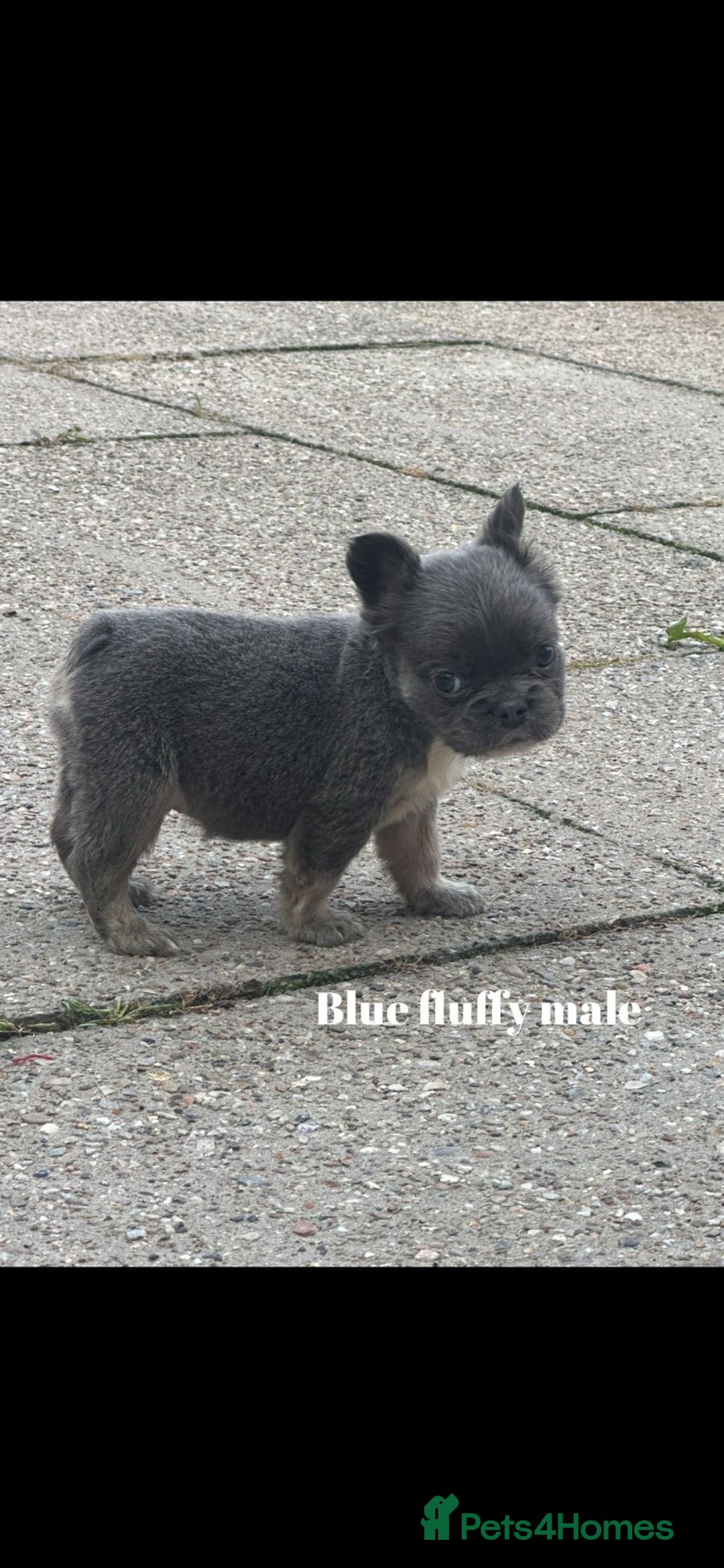 French Bulldog dogs for sale: Beautiful small build fluffy/fluffy carrier french - Image 11