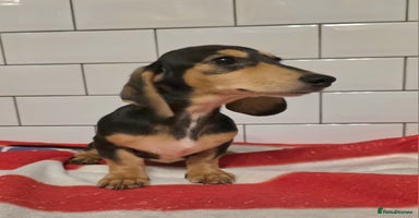 Miniature Dachshund dogs in South Shields - Advert 6