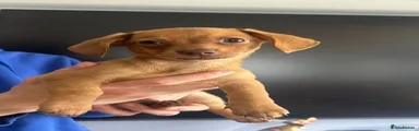 Chiweenie Puppy 1