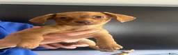 Chiweenie dogs for sale: Beautiful Chiweenie F1 Pedigree Registered Puppies in Southampton - Advert 2