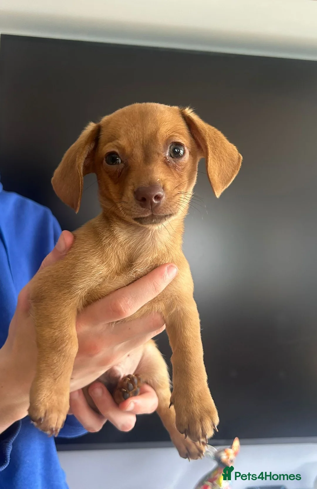 Chiweenie dogs for sale: Beautiful Chiweenie F1 Pedigree Registered Puppies in Southampton - Advert 2
