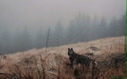 Utonagan dogs for sale: Utonagan  - Image 11