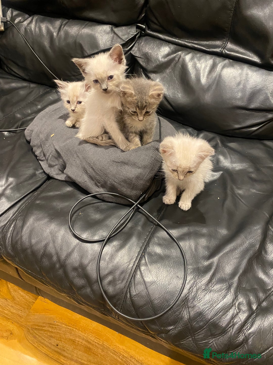 Siberian cats for sale: EXCLUSIVE Siberian Neva Masquerade-Luxury Lineage - Image 23