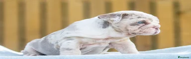 English Bulldog 2