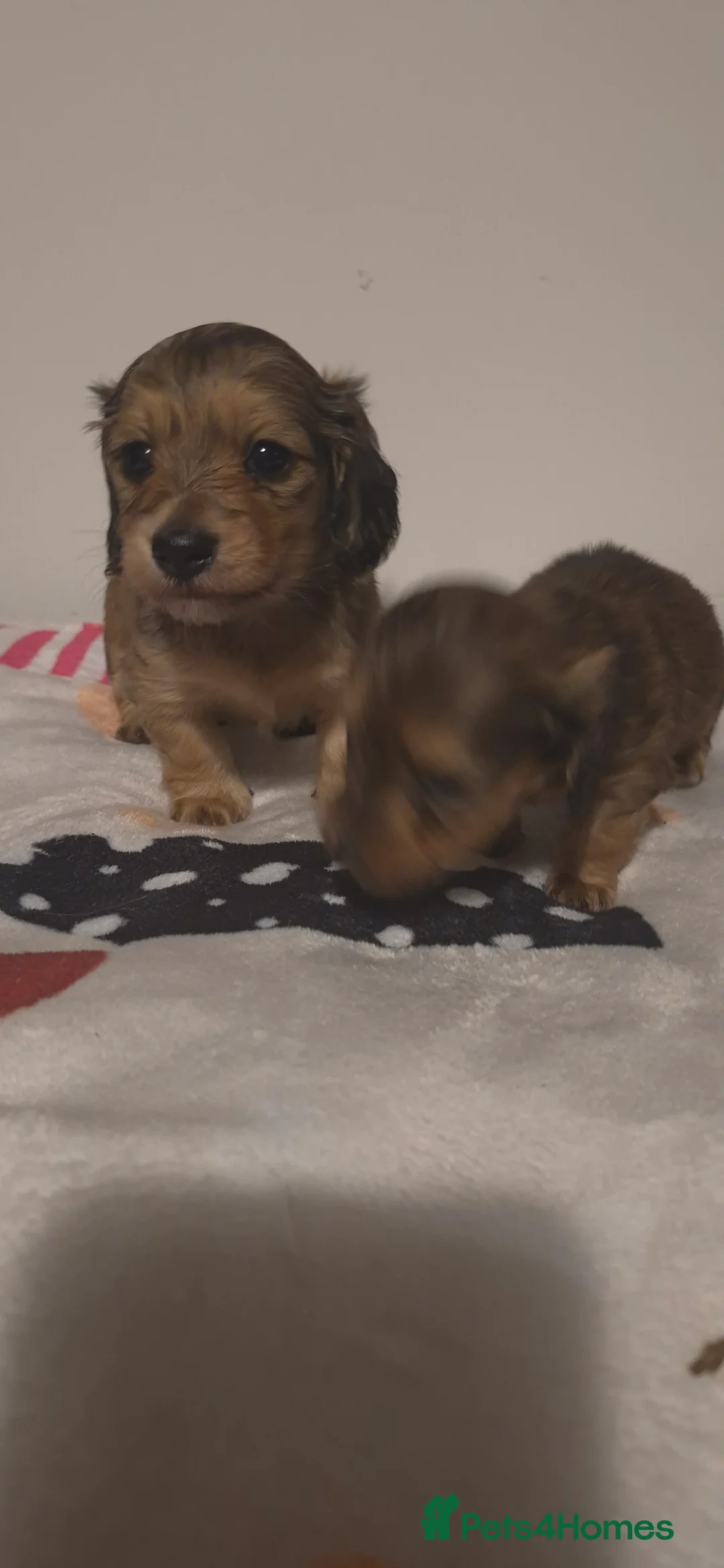 Dachshund dogs for sale: Miniature dachshund shaded cream girls - Advert 14