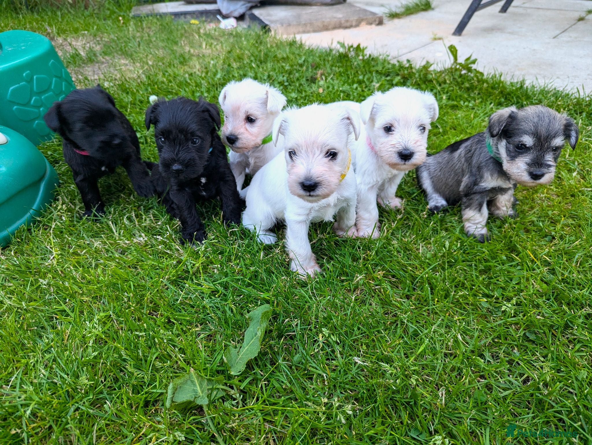 Miniature Schnauzer dogs KC Registered Miniature Schnauzer Puppies  - Advert 1