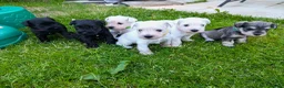 Miniature Schnauzer dogs for sale: KC Registered Miniature Schnauzer Puppies  - Advert 1