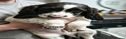 English Springer Spaniel dogs for sale: 3/8 left- English Springer Spaniel Pup - Advert 2