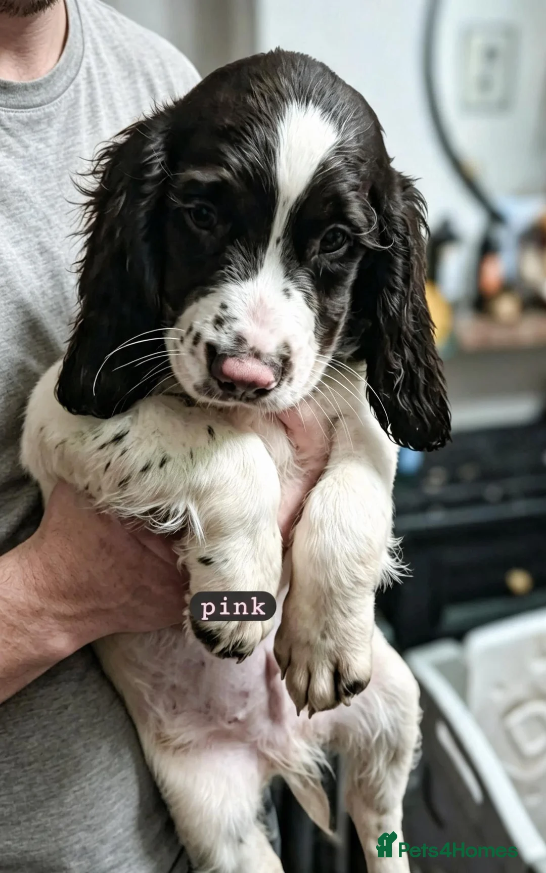 English Springer Spaniel dogs for sale: 3/8 left- English Springer Spaniel Pup - Advert 2