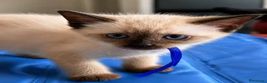 Siamese Kitten 1