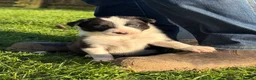 Border Collie dogs for sale: Border collie puppies seeking working/active homes - Advert 36