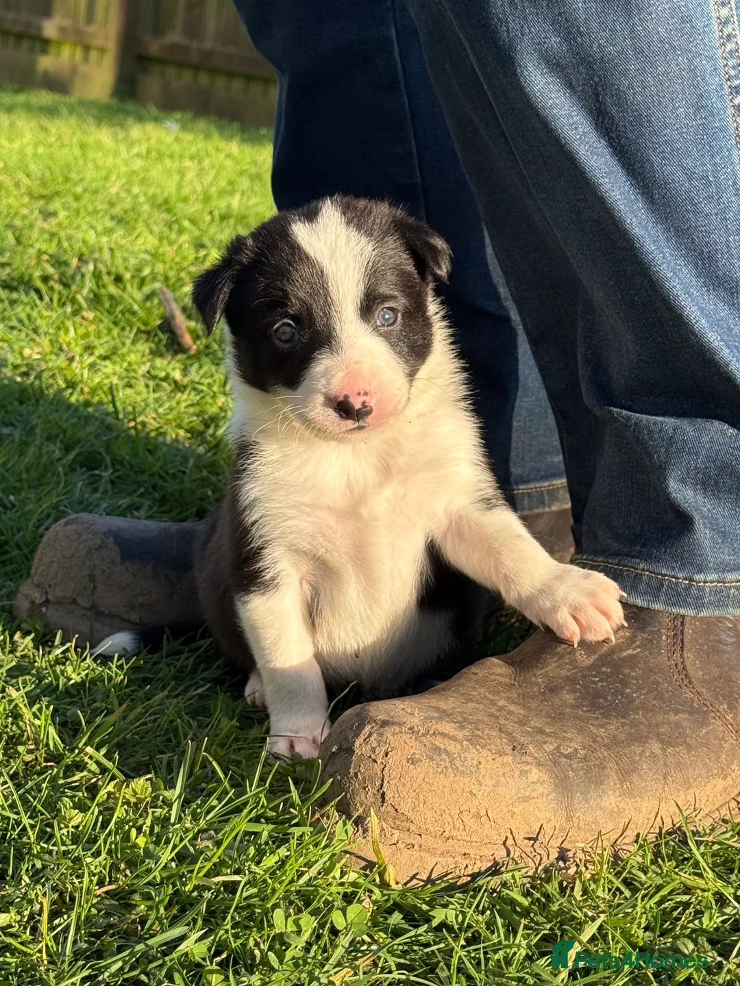 Border Collie dogs for sale: Border collie puppies seeking working/active homes - Advert 36