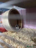Hamster rodents Syrian Hamster For Sale - Advert 2