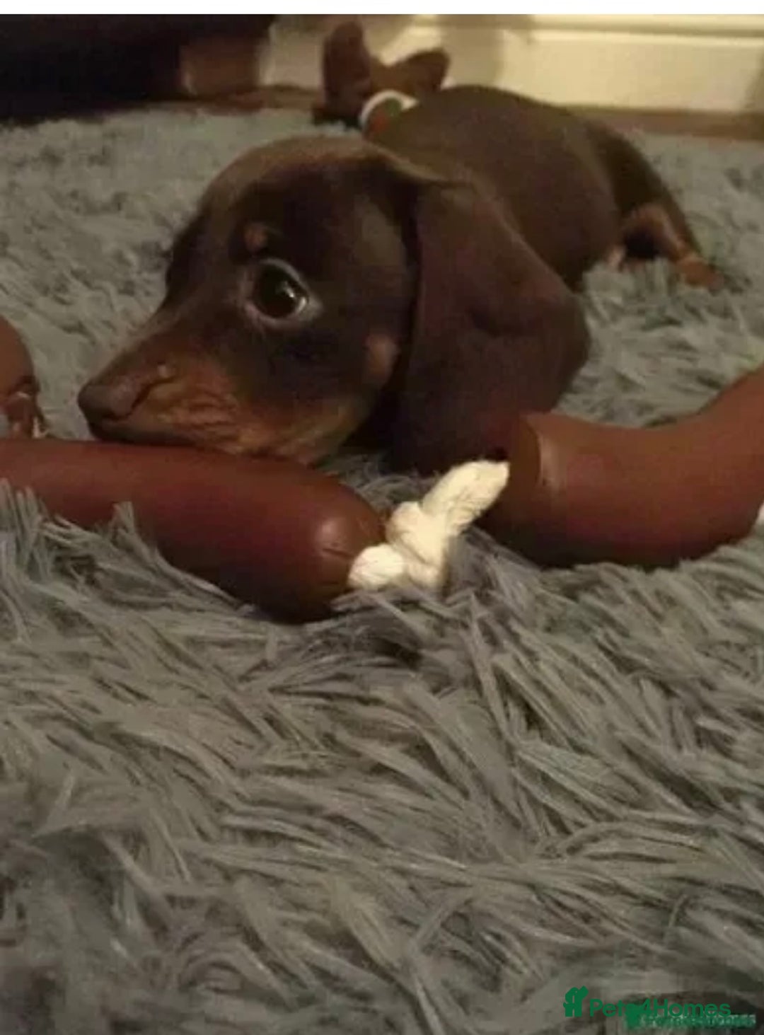 Miniature Dachshund dogs for sale: KC registered**Chocolate and tan**mini dachshunds  - Advert 7