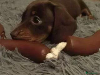 Miniature Dachshund dogs KC registered**Chocolate and tan**mini dachshunds - Advert 9