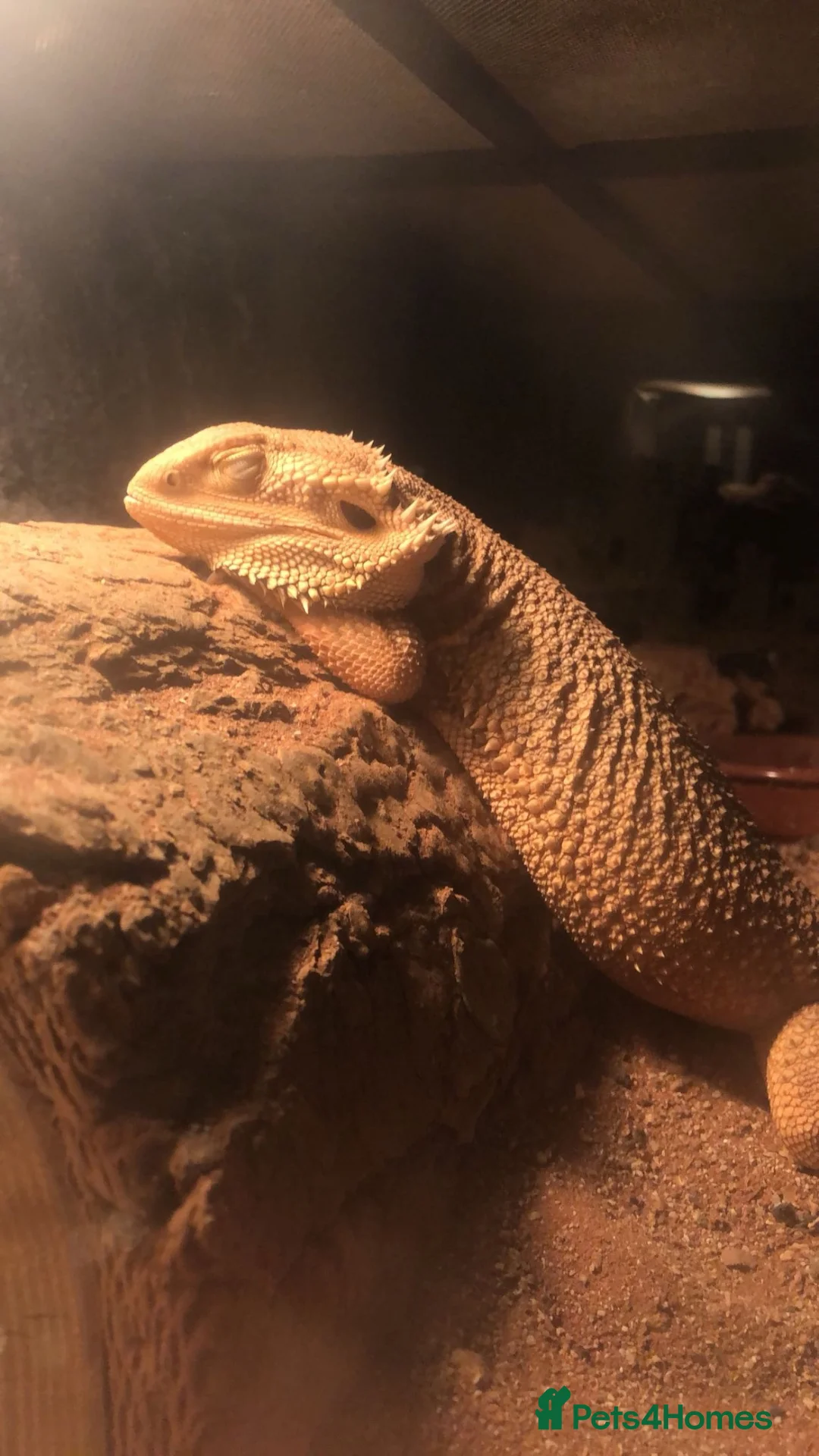 Bearded Dragon reptiles for sale: Female Bearded Dragon  in Salford - Advert 1