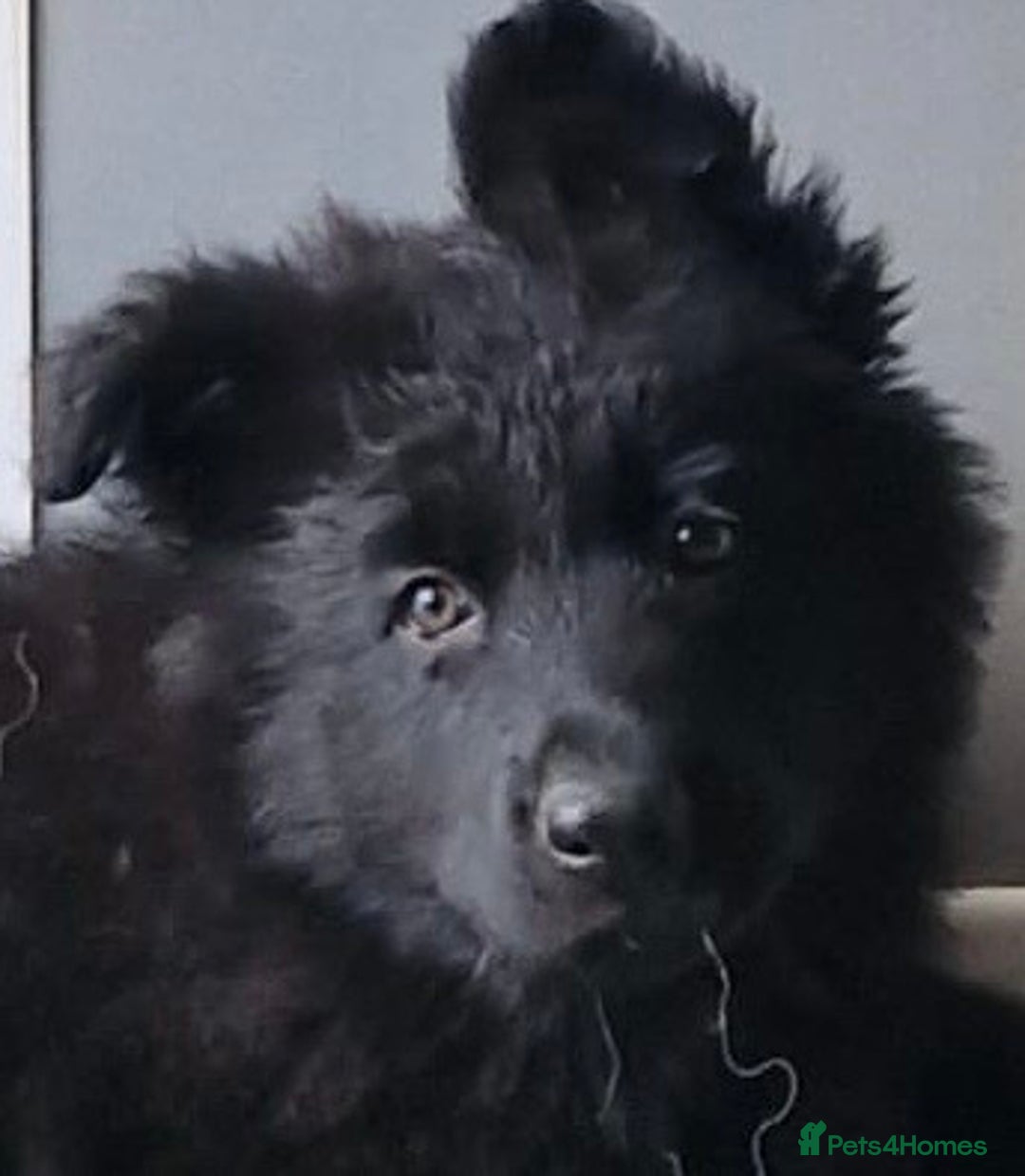 German Shepherd dogs for sale: OLD FASHION GSD PUPPIES DUE 8TH OCTOBER  - Image 18