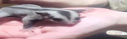 Sugar Glider rodents for sale: Sugar glider joey  - Advert 2