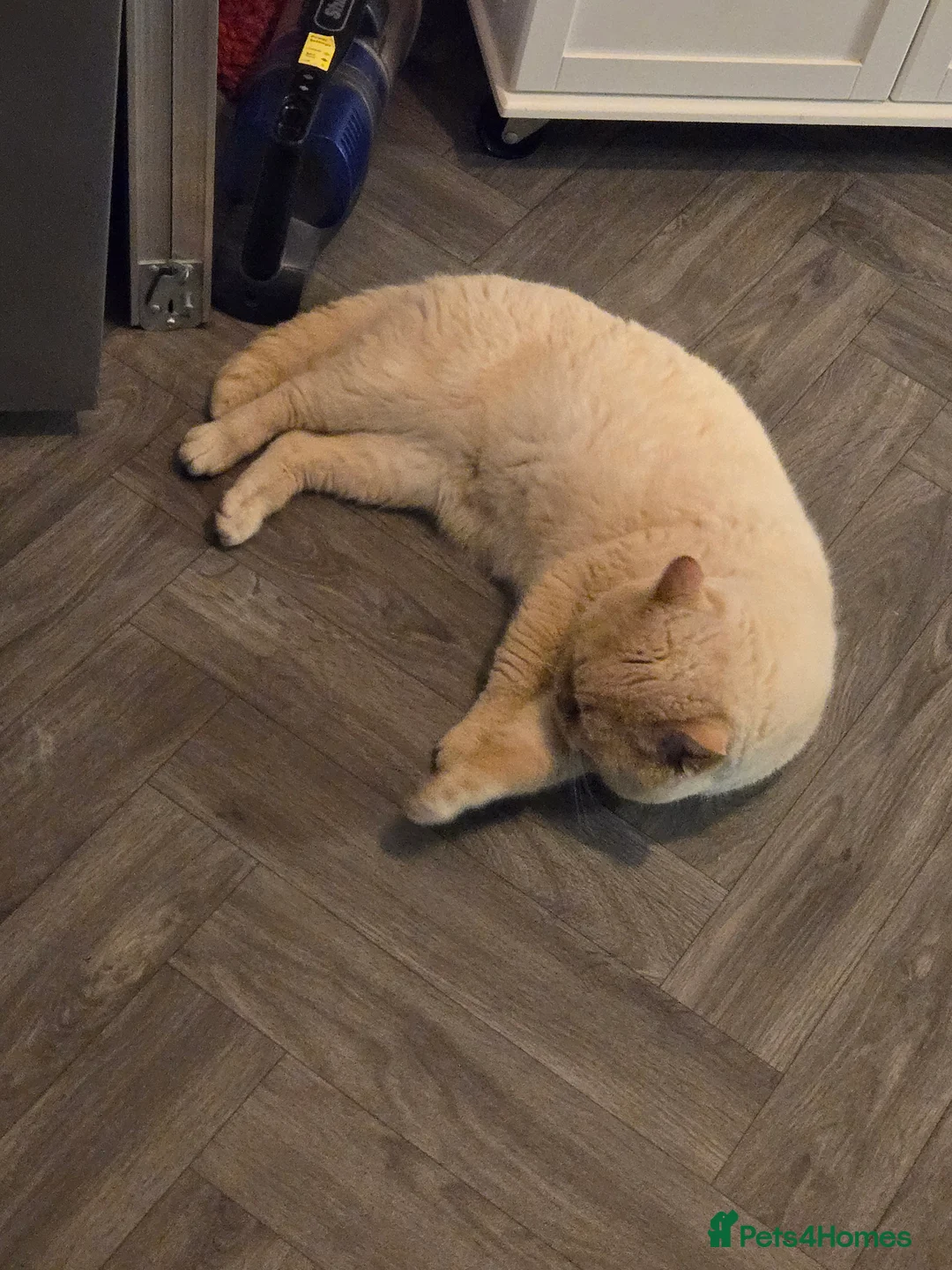 British Shorthair cats for stud: Cream of la crop! Blood group B. GCCF/TICA reg  - Advert 16