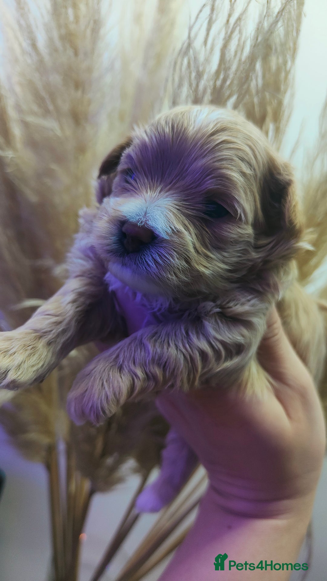 Maltipoo dogs for sale: F1 Tiny Maltipoo Puppies  - Advert 21