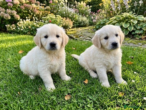 Golden Retriever dogs Pure bread puppies - Advert 1