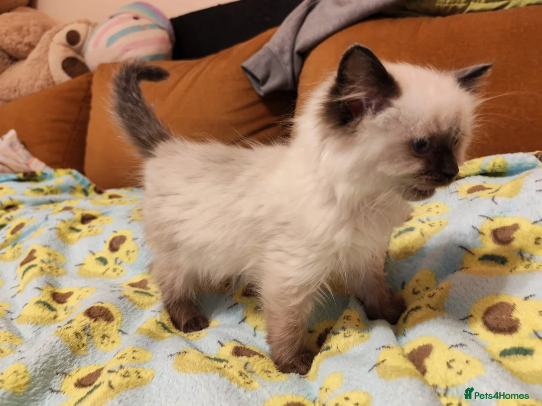 Ragdoll cats for sale: Pure Ragdoll Kittens - Advert 13