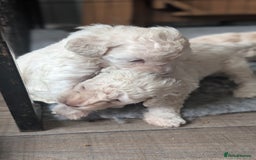 Toy Poodle dogs for sale: Toy poodles Genetic health tested  - Image 8