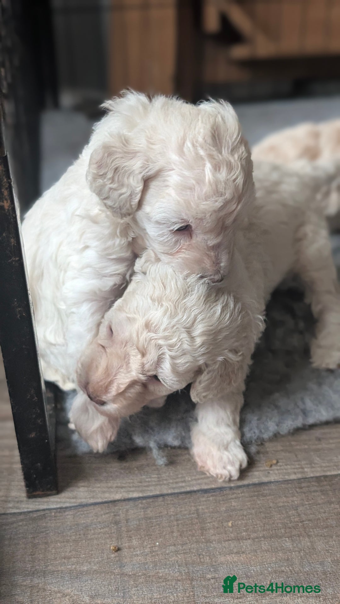 Toy Poodle dogs for sale: Toy poodles Genetic health tested  - Image 8
