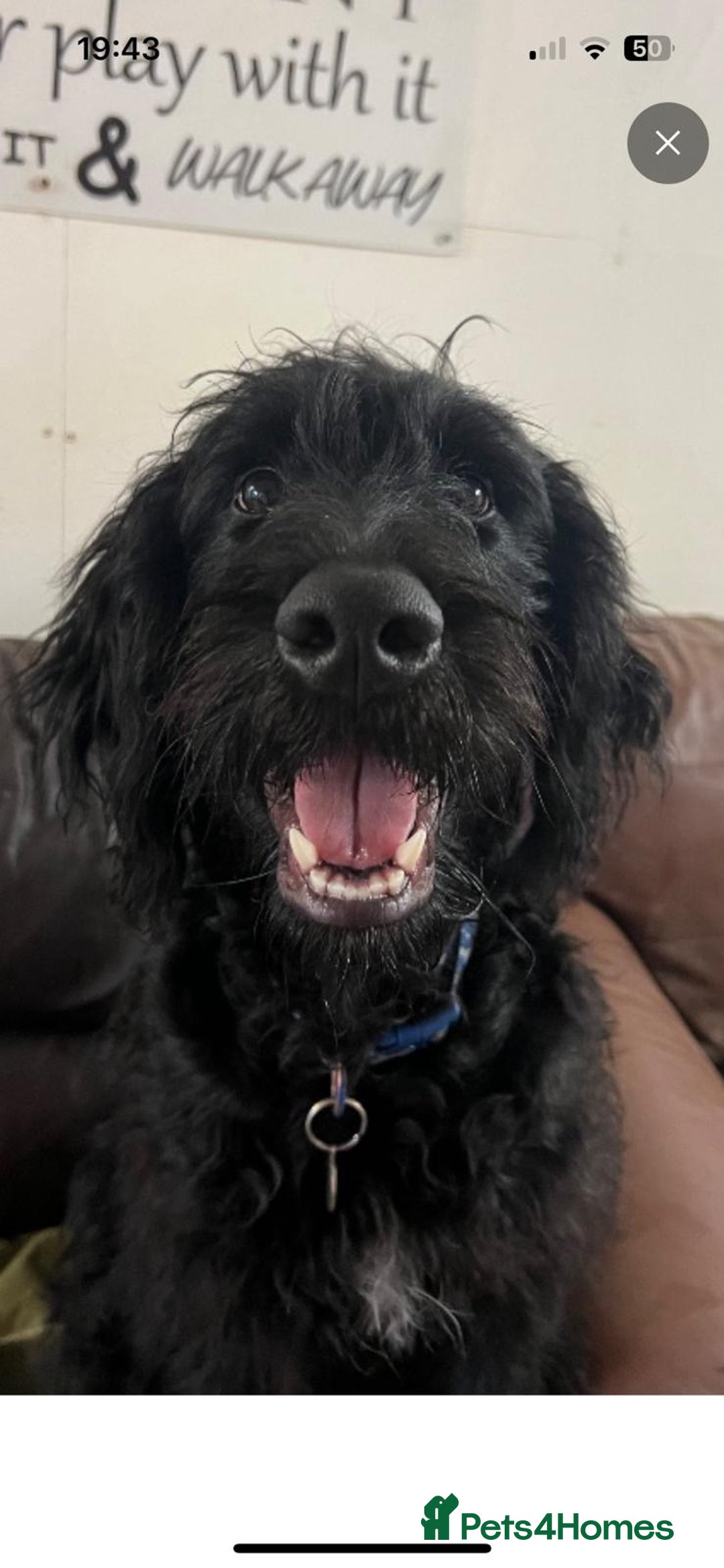 Goldendoodle dogs for sale: Black golden doodle  - Advert 1