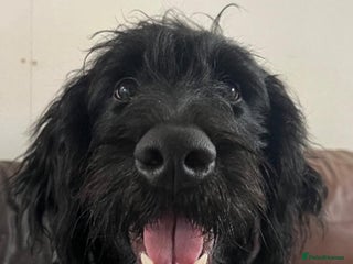 Goldendoodle dogs Black golden doodle - Advert 7