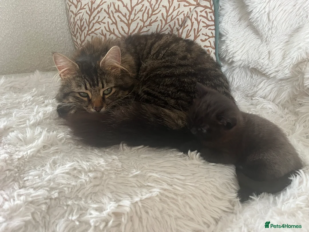 British Shorthair cats for sale: Beautiful little girl - Advert 5