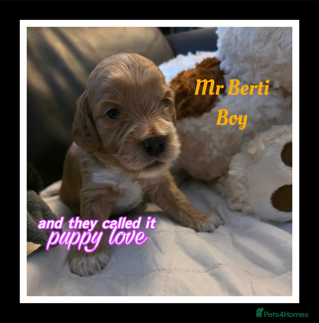 Cockapoo dogs for sale: Adorable Cockerpoo Teddy Bears - Advert 17