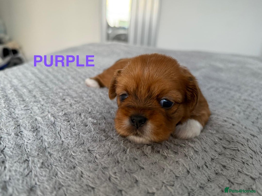 Lhasa Apso dogs for sale: Full Pedigree KC REG LHASA APSO PUPPIES !!! - Image 5