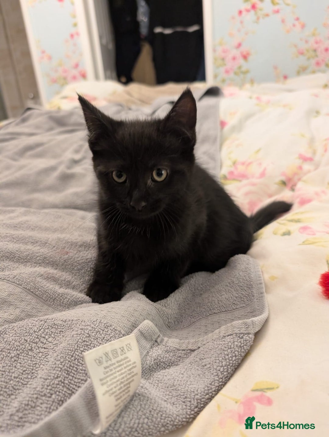 Maine Coon cats for sale: Maine coon cross kittens for sale - Advert 6