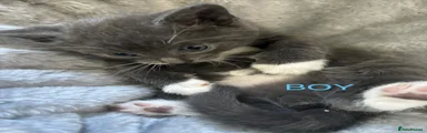 Mixed Breed Kitten 2