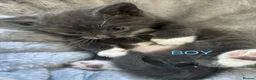 Mixed Breed cats for sale: 3 Beautiful Kittens 1 Grey 2 Tabby Ready for Home in London - Advert 8