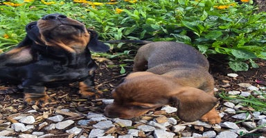 Miniature Dachshund dogs - Advert 13