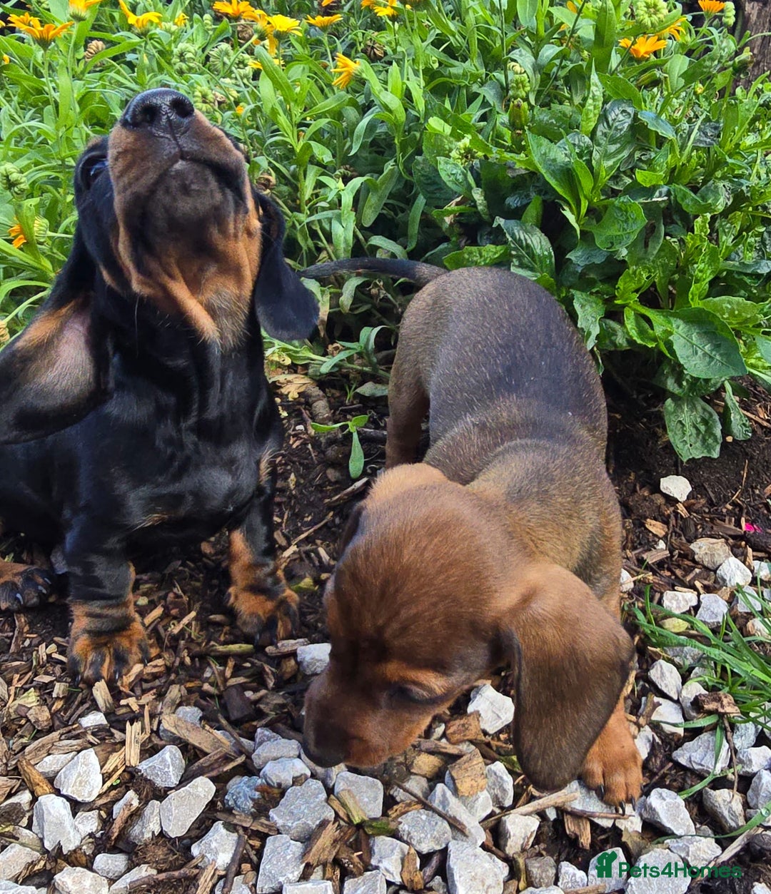 Miniature Dachshund dogs for sale: Excellent bloodlines mini smooth hair dachshunds  - Image 2