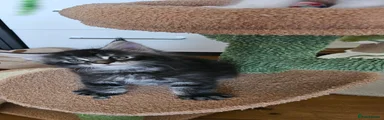 Maine Coon 3