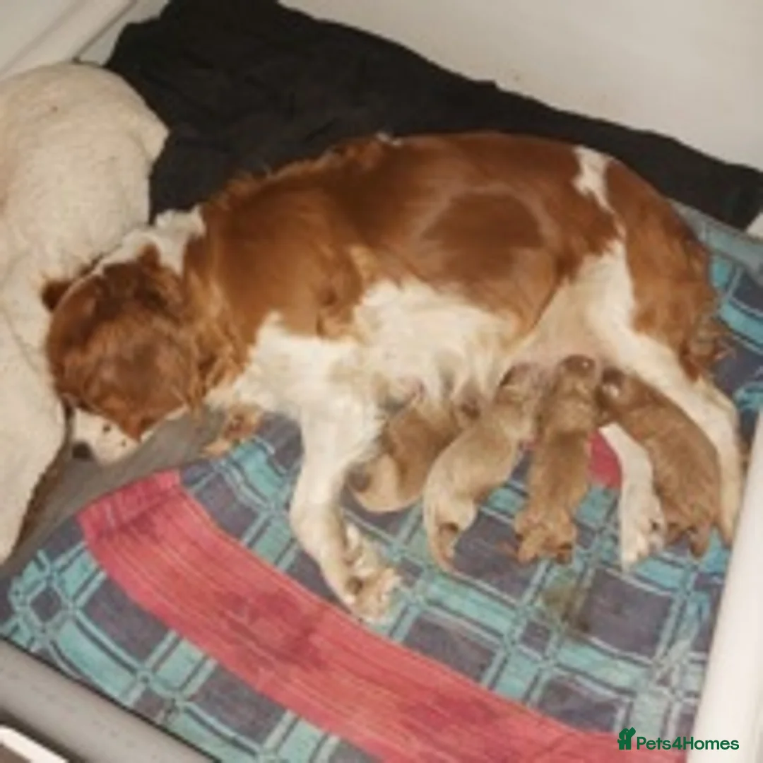 Cockapoo dogs for stud: KC registered miniature poodle health tested in Alford - Advert 9