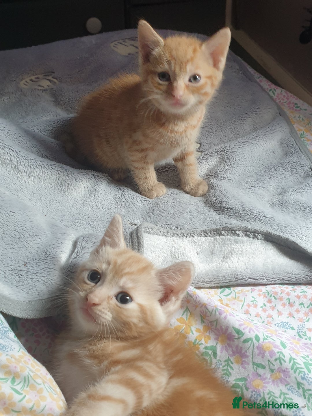 Domestic Shorthair cats for sale: Ghost tabby/ siamese - Image 2