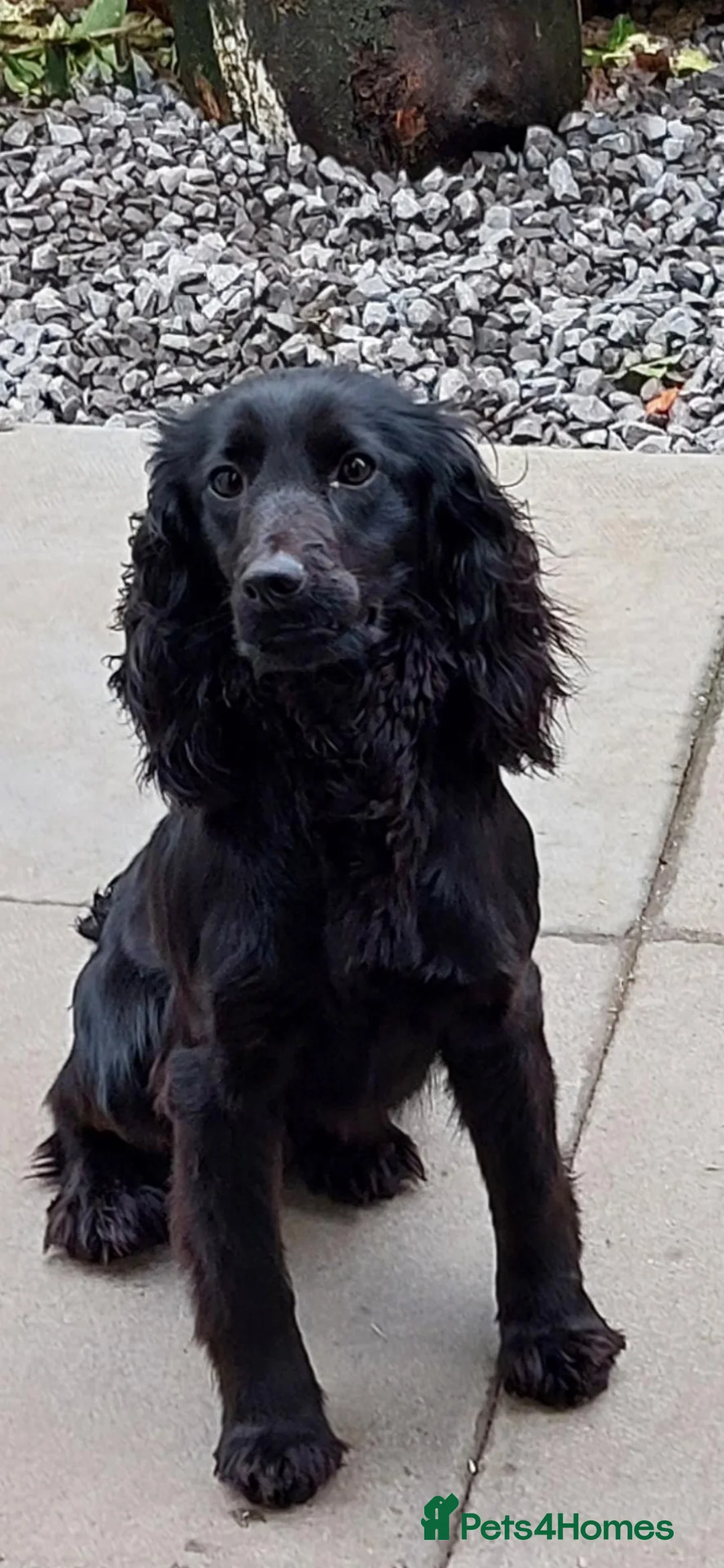 Cocker Spaniel dogs for sale: Ftch sired cocker spaniels - Advert 1
