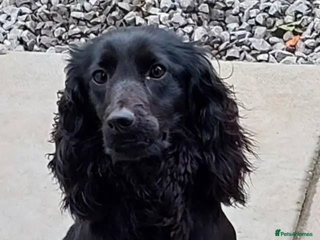 Cocker Spaniel dogs for sale: Ftch sired cocker spaniels - Advert 2