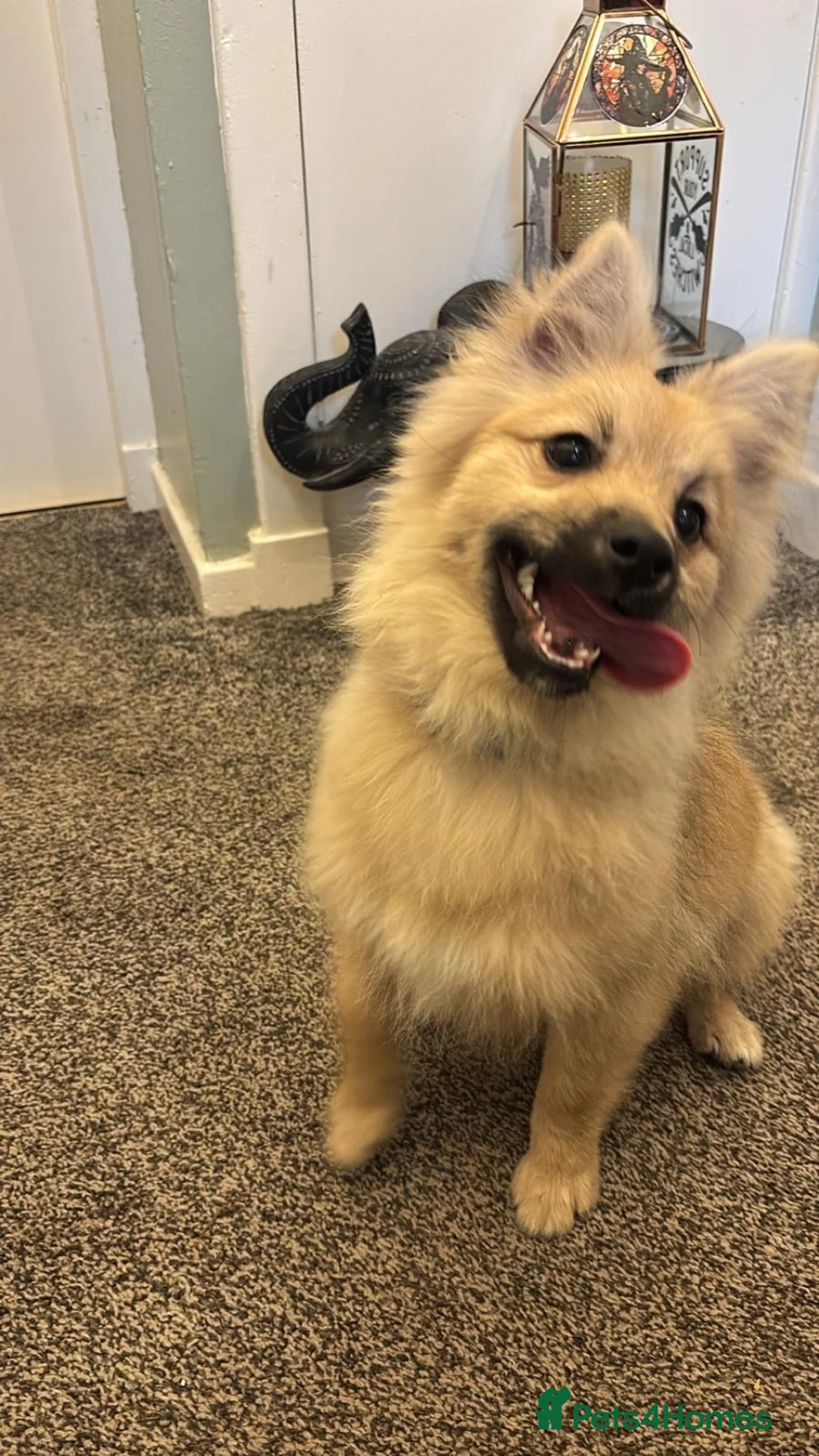 Pomeranian dogs for sale: Innes in Eyemouth - Advert 3